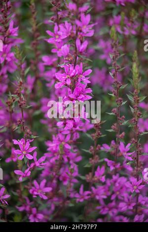 Primo piano di fiori di Lythrum virgatum "Dropmore Purple" in un giardino in estate Foto Stock