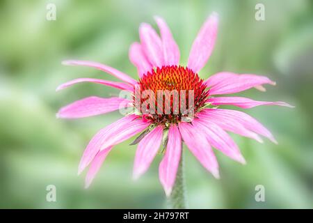Primo piano di un fiore di Echinacea purpurea 'Rubinstern' in estate Foto Stock