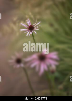 Primo piano di fiori di Echinacea pallida in un giardino estivo Foto Stock