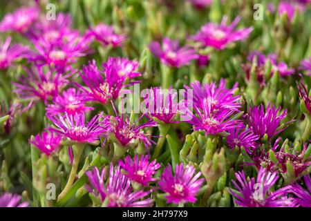 Fiori di Delosperma cooperi in un giardino di confine in estate Foto Stock