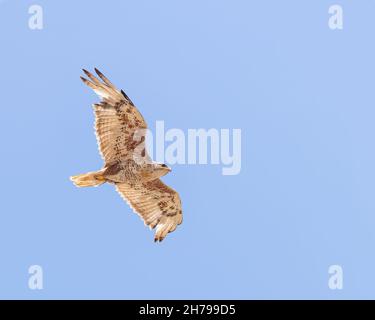 Un falco ferruginoso in volo, Wyoming. Foto Stock