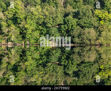 Riflessione di Woodland in Scozzese Loch Foto Stock