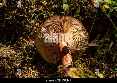 Fungo di Lactarius Helvus. Foto Stock