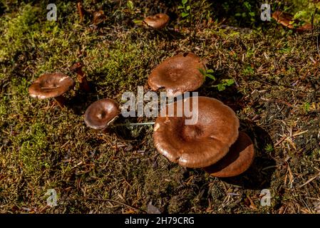 Fungo di Lactarius Helvus. Foto Stock