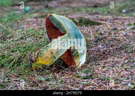 Stelo eritrosopico boletus. Foto Stock