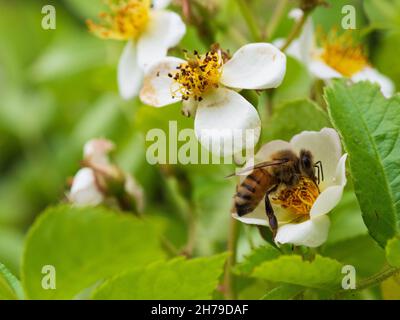 Ape di miele che si nutrono di fiori di rosa selvatici Foto Stock