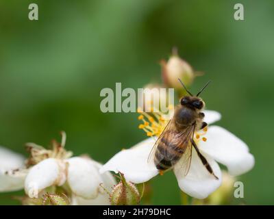 Ape di miele che alimenta su fiore di rosa selvatico Foto Stock