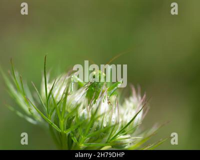 Grasshopper giovanile su fiore bianco Foto Stock