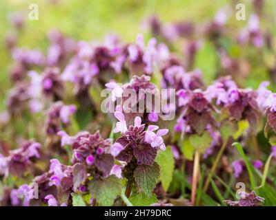Viola morti di ortica Foto Stock