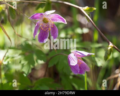 Fiore rosa (anemone nemorosa) Foto Stock