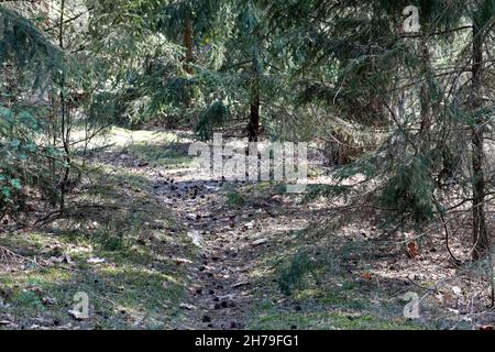 Il sentiero calpestato tra i pini conduce attraverso la foresta. Questo è da qualche parte in boschi vicino al villaggio che è localmente chiamato Wilga Foto Stock