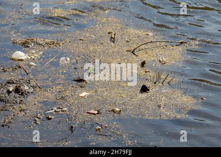 L'inquinamento dell'acqua è visibile sulla superficie del lago. Foto Stock