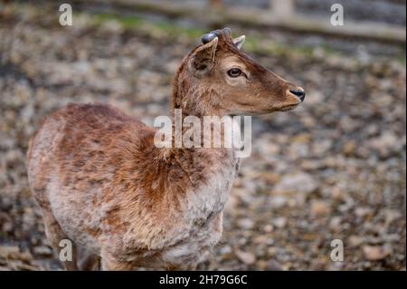 I cervi mangiano fieno, un gruppo di cervi in uno zoo, uno zoo in Ucraina. Foto Stock