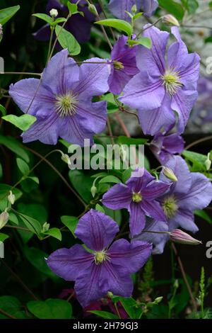 La clematide perle d'azur,azzurra,dazure,blu pallido fiori,scalatori,scalatore, scalata, piante perenni,,fiore,fioritura,RM Floral Foto Stock