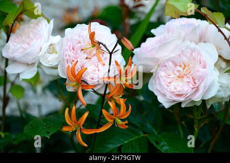 Martagone Lilium Marmalade arancione, Rosa Emily Bronte, Rosa Emily Bronte, giglio cappello turchi, maragoni arancio, giglio arancio mandarino, fiori arancio mandarino, fl Foto Stock