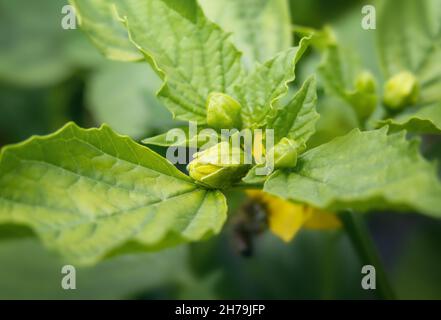 I giovani Tomatillos sbocciano, si chiudono. Toma Verde giallo tomatillos conosciuto anche come pomodoro di buccia messicano e Physalis philadelphica. Foto Stock