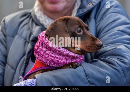 Dachshund che indossa un collo di cane adeguato cullato nelle braccia dei proprietari. Foto Stock