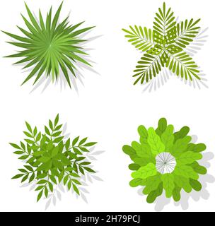 Alberi e cespugli di cima. Elementi verdi paesaggistici per il design. Icone di alberi esotici, estate piantando simboli ecologici organici, parco e foresta tropicale botanica Illustrazione Vettoriale