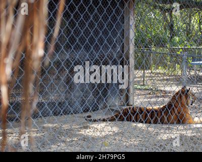 Tigre bengala che riposa nel suo recinto presso l'Octagon Wildlife Sanctuary a Punta Gorda, Florida, USA, 2020 © Katharine Andriotis Foto Stock