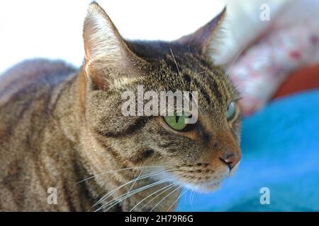 Gatto domestico e scene della sua coesistenza nella nostra casa. Foto Stock