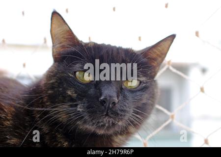 Gatto domestico e scene della sua coesistenza nella nostra casa. Foto Stock