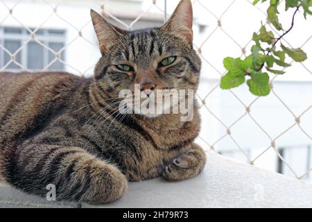 Gatto domestico e scene della sua coesistenza nella nostra casa. Foto Stock