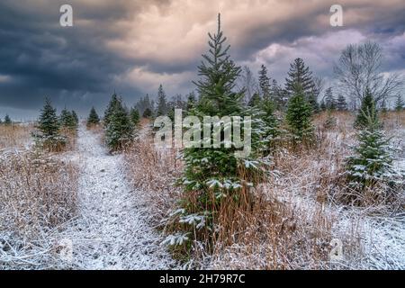 Neve che cade in una fattoria albero di Natale. Foto Stock