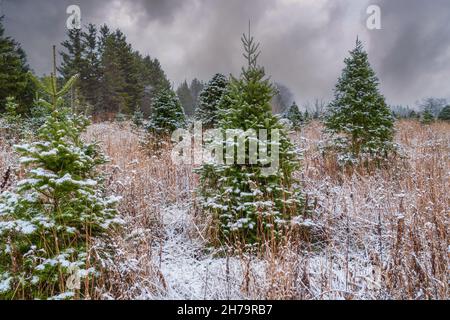 Neve che cade in una fattoria albero di Natale. Foto Stock