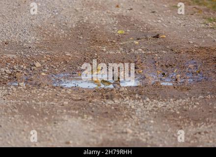 Meadow Pipits (Anthus pratensis) Godetevi un bagno in una pista di pietra Puddle su Salisbury Plain, Wiltshire UK Foto Stock