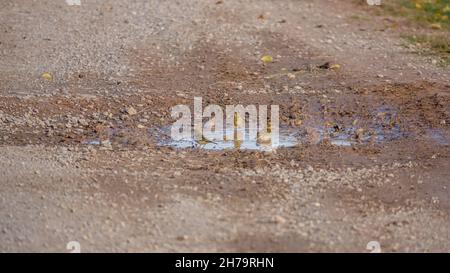 Meadow Pipits (Anthus pratensis) Godetevi un bagno in una pista di pietra Puddle su Salisbury Plain, Wiltshire UK Foto Stock