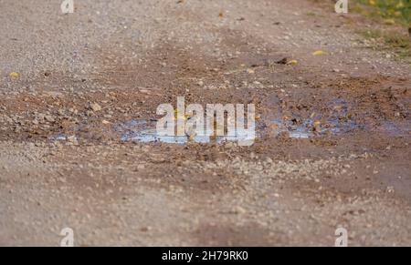 Meadow Pipits (Anthus pratensis) Godetevi un bagno in una pista di pietra Puddle su Salisbury Plain, Wiltshire UK Foto Stock