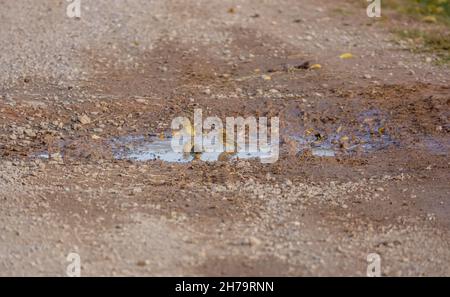 Meadow Pipits (Anthus pratensis) Godetevi un bagno in una pista di pietra Puddle su Salisbury Plain, Wiltshire UK Foto Stock