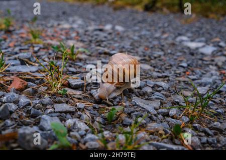 Grande lumaca giardino con una crepa in lumaca su una strada di ghiaia in Germania. Foto Stock