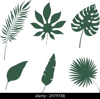 Lascia sagome tropicali. Verde giungla esotica foglia palma, monstera e banana. Decorazioni botaniche, oggetti di design natura estiva, subtropicale foresta pluviale Illustrazione Vettoriale