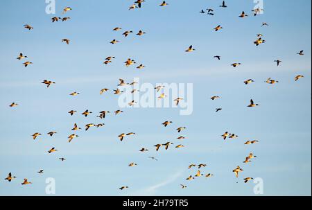 Grande gregge di Pintails Settentrionali in volo Foto Stock