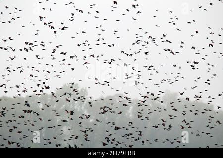 Gregge molto grande di Blackbirds alati rossi in volo Foto Stock