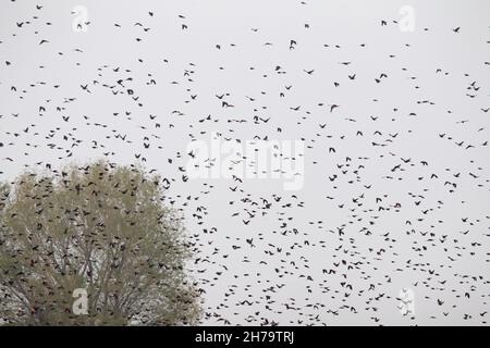 Gregge molto grande di Blackbirds alati rossi in volo Foto Stock