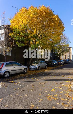 Autunnal Norway Maple, Londra, Regno Unito Foto Stock