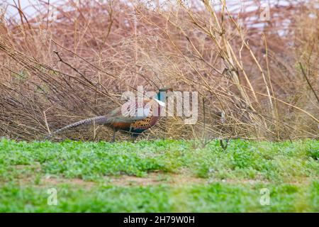 Pheasant maschio con collo ad anello Foto Stock