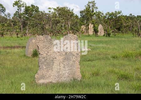 Tumuli di termite magnetica nel Parco Nazionale di Litchfield, territorio del Nord, Australia. Foto Stock