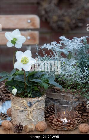 decorazione giardino d'inverno con helleborus niger in padella di betulla e lanterna da tavolo Foto Stock