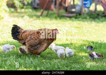 Gallina madre con polli in un cortile rurale. Polli in un'erba nel villaggio contro il sole foto. Gallus gallus domesticus. Pollame biologico farm.Sustai Foto Stock