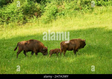 I bisoni europei (Bison bonasus), chiamati Lipión e Pipa, con il loro vitello appena nato, pascolo al Parco Preistorico di Teverga (Asturie, Spagna) Foto Stock