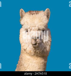 Divertente testa bianca di alpaca su sfondo blu. Foto Stock