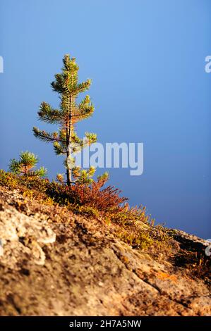 Pino giovane su Bedrock Foto Stock