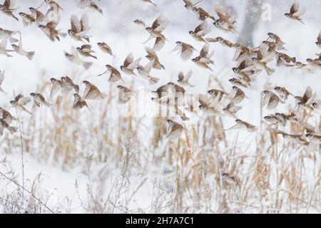 i passeri in inverno volano in una giornata nevosa Foto Stock