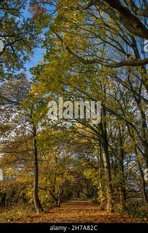 Foglie dorate tappezzano il sentiero lungo l'autunno sul sentiero circolare Wirral vicino a Neston, Cheshire. Foto Stock