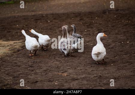 Oche nell'erba. Uccelli Domestici. Stormo di oche. Oche bianco. Foto Stock