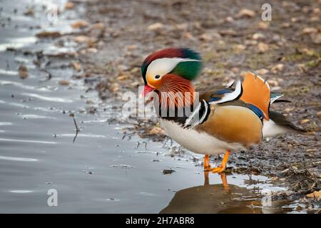 Primo piano di anatra mandarino esotica in piedi al bordo delle acque Foto Stock