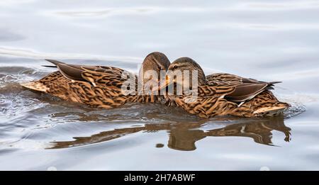 Primo piano di una coppia di anatre Mallard femmina che combattono sul lago Foto Stock